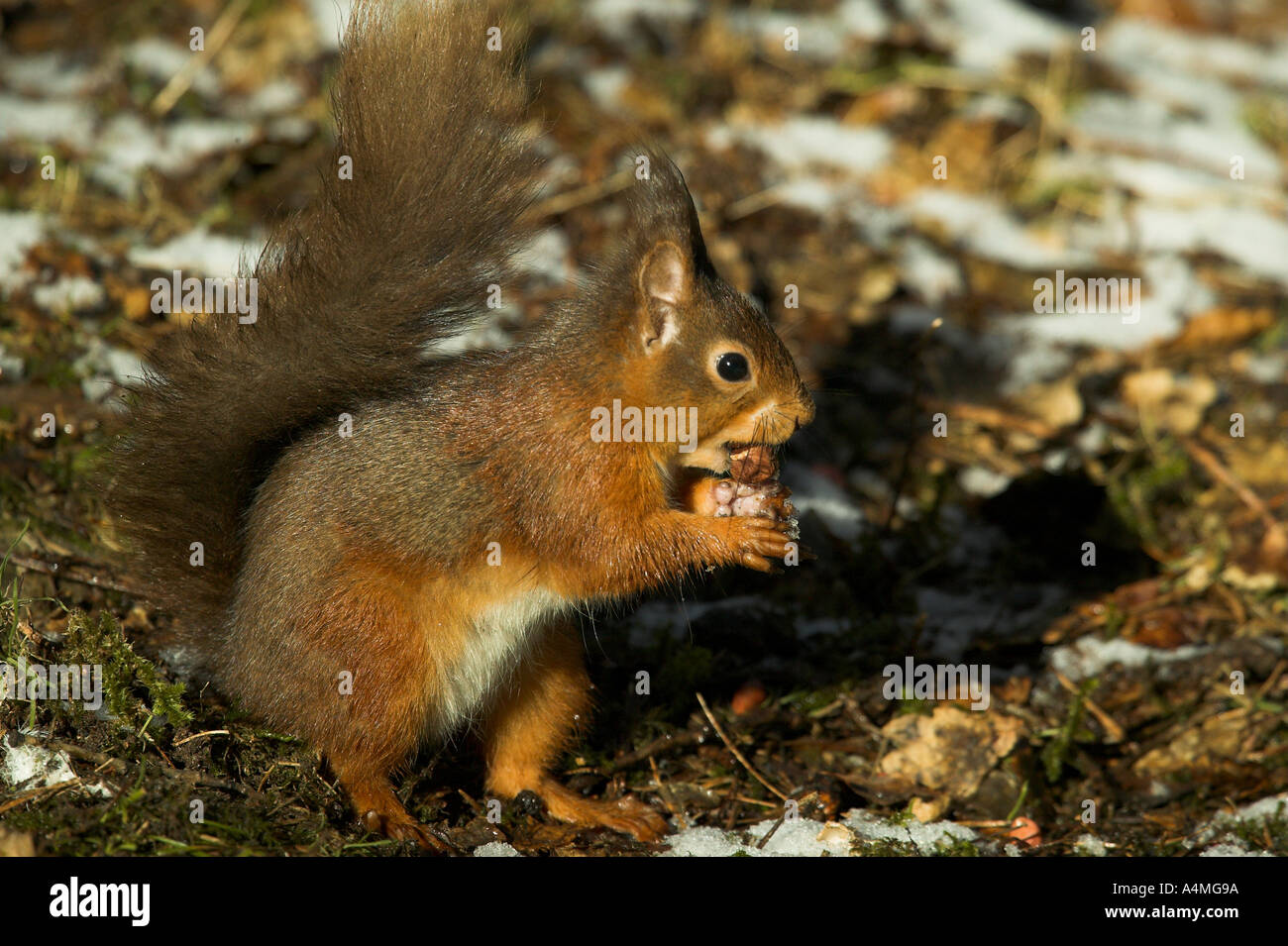 Eichhörnchen Stockfoto