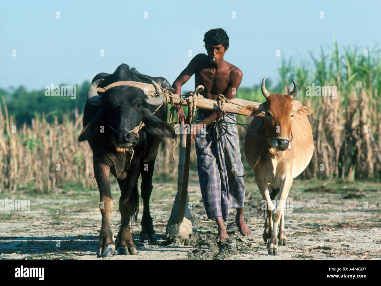 Farmarbeiter mit einem Holzpflug, gezogen von einer Kuh und einem Wasserbüffel. Bangladesch Stockfoto