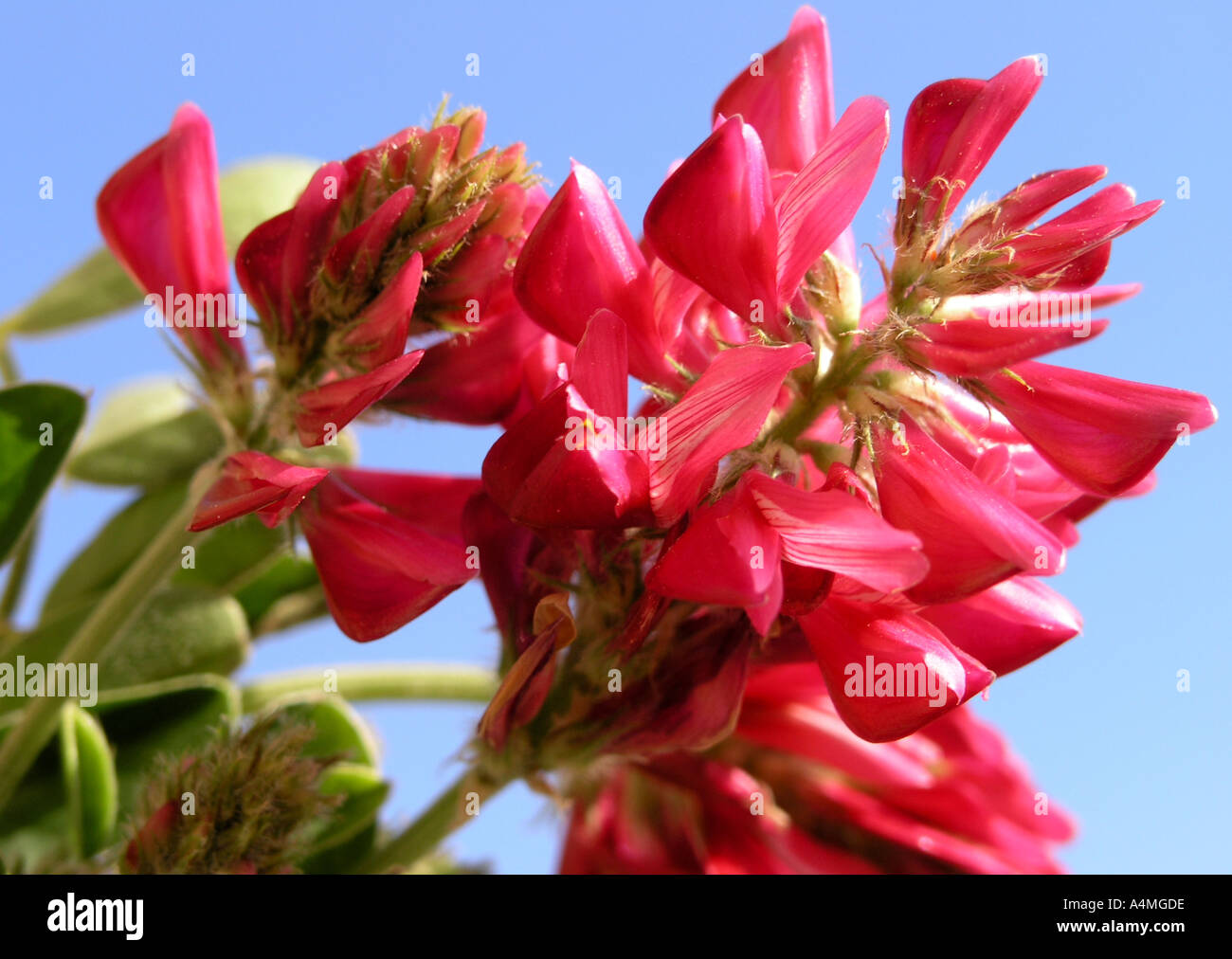 Hedysarum Coronarium mehrjährige horizontale rosa Blume Stockfoto