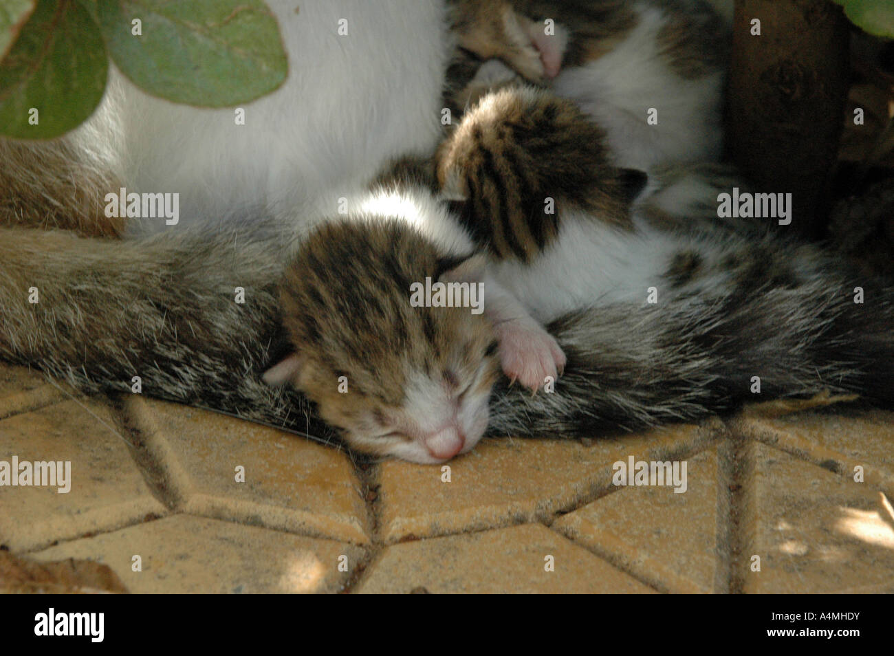 Katze und Kätzchen in Parga Griechenland Stockfoto