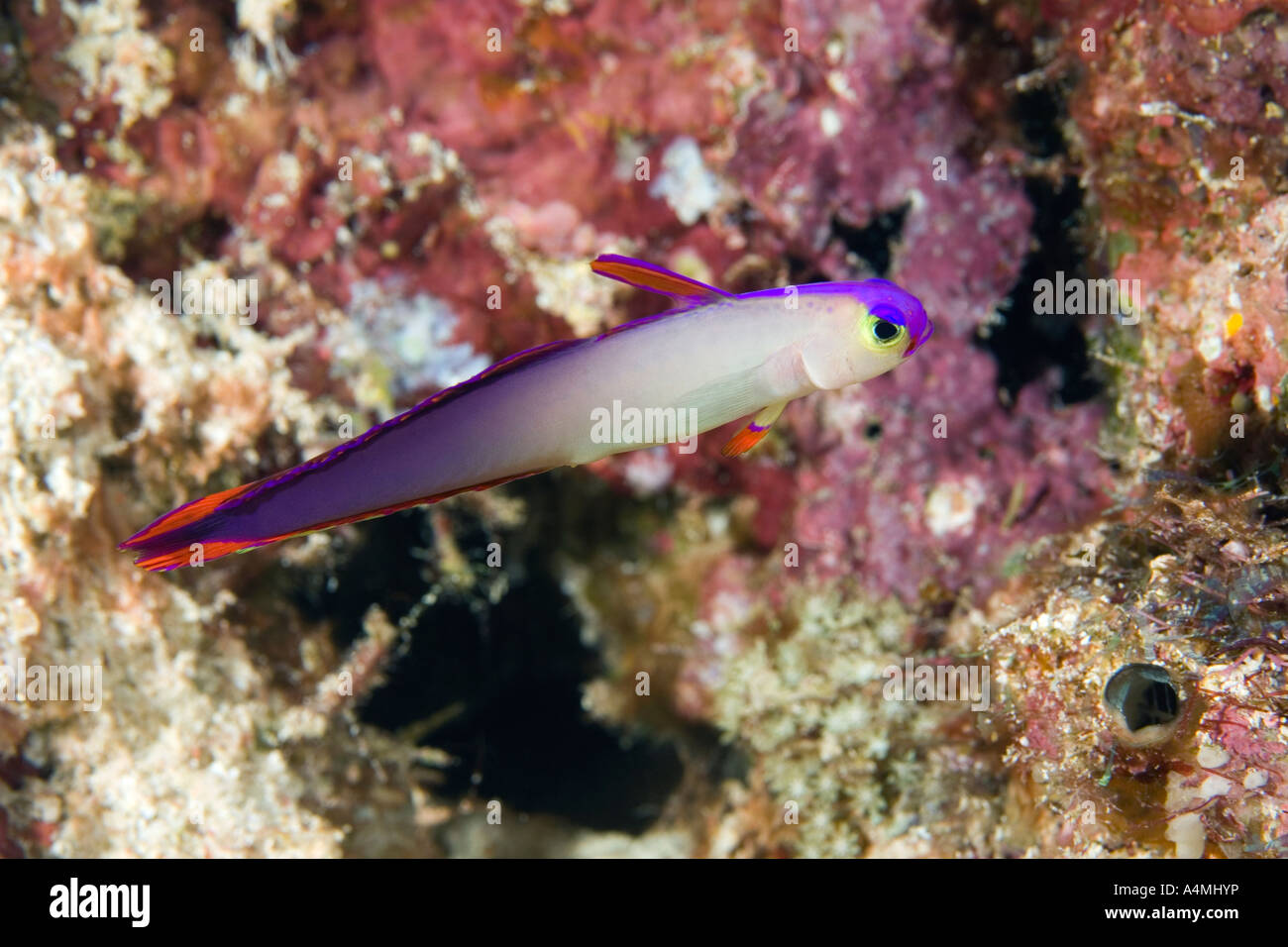 Elegante Dartfish, auch bekannt als ein lila Dartfish und elegante Firefish, Nemateleotris decora Stockfoto