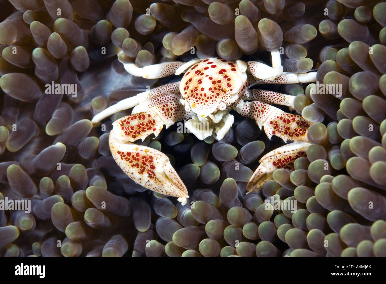 Porzellan Krabben, Neopetrolisthes maculatus, leben in einer Seeanemone. Auch als Neopetrolisthes ohshimai und Neopetrolisthes maculata bekannt Stockfoto