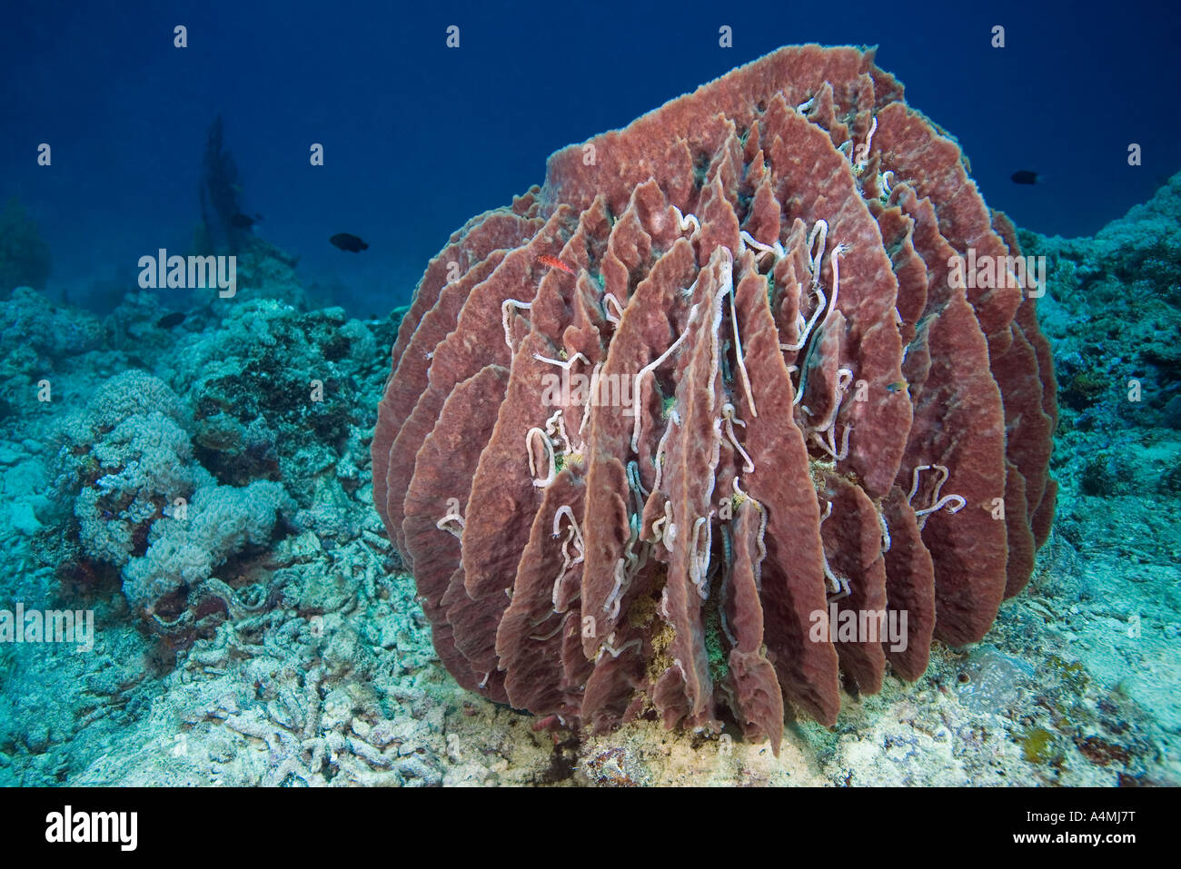 Riesiges Fass-Schwamm, Xestospongia Testudinaria. Die Oberfläche ist mit Lamperts Holothurians oder Seegurken, Synaptula Lamperti bedeckt. Stockfoto