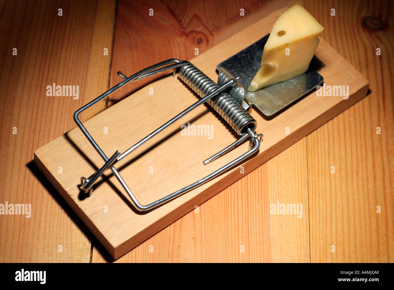Mausefalle Köder mit Käse Stockfoto