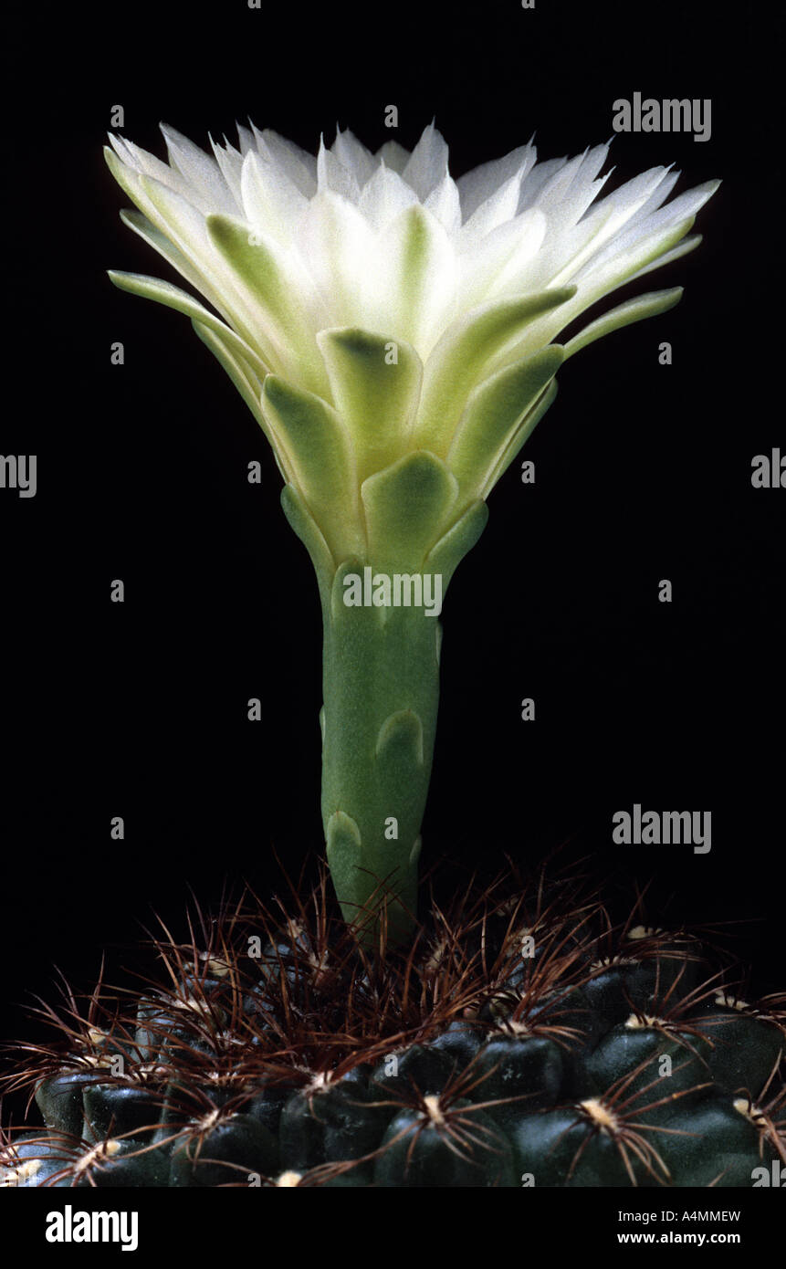 Kaktus in Blüte (Gymnocalycium Bruchii) auf einem schwarzen Hintergrund. Kaktus de Fleur (Gymnocalycium Bruchii) Sur fond Noir. Stockfoto