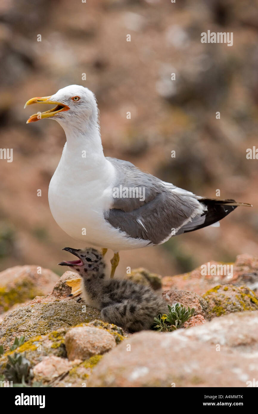 Gelb-legged Möve und ihre Küken (Portugal). Goéland Leucophée (Larus Cachinnans) et Sohn Poussin (Portugal). Stockfoto