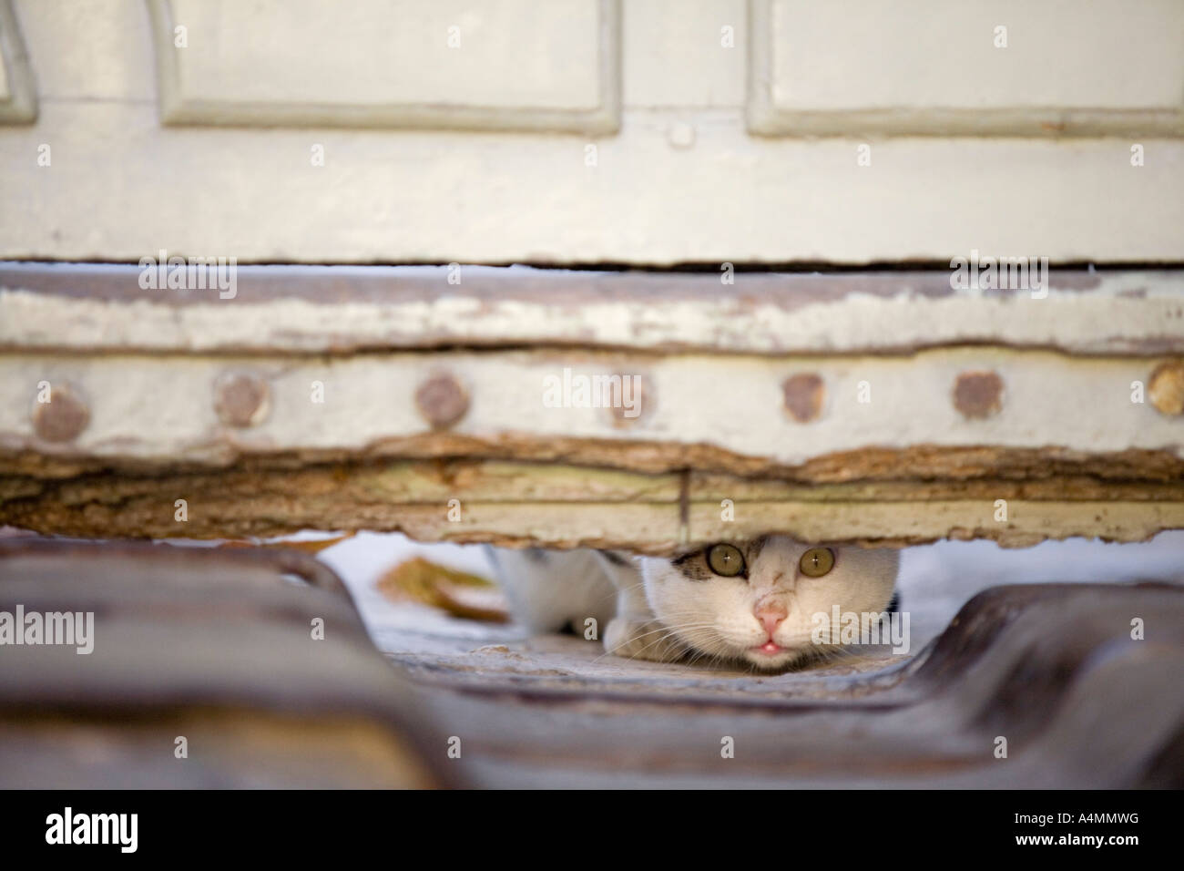 Ein Foto von einer Katze (Felis Catus Domesticus) werden liegen auf der Lauer. Portrait d ' un Chat À l'Affût, Cachée Par Une Porte Cochère. Stockfoto