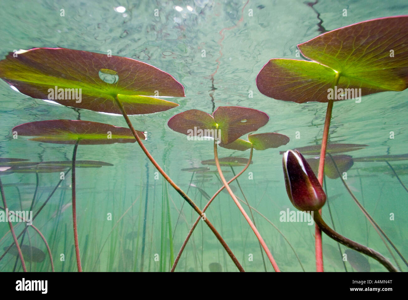 Ein Wildwasser-Lilly (Nymphaea sp) in einem Jura-See (Frankreich). Nénuphar Sauvage (Nymphaea sp) Dans un Lac Jurassien (Frankreich). Stockfoto