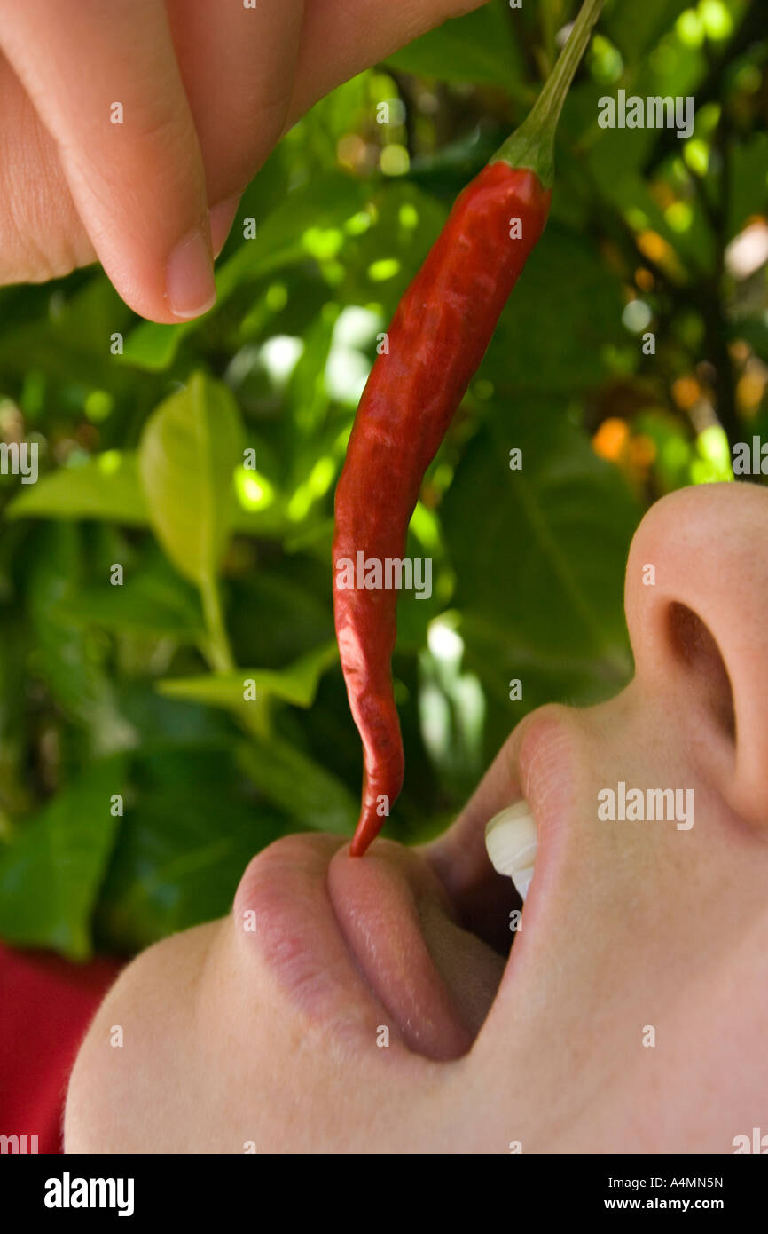 Eine junge Dame, die kleine rote Paprika (Capsicum Annuum) an die Lippen setzen. Jeune Femme tig à sa Bouche un petit Piment Rouge. Stockfoto