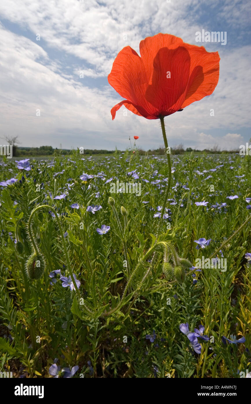 Eine Mohnblume mitten in einem blühenden Feld von Flachs (Frankreich). Coquelicot au Milieu d ' un champ de Lin de Fleurs (Frankreich). Stockfoto