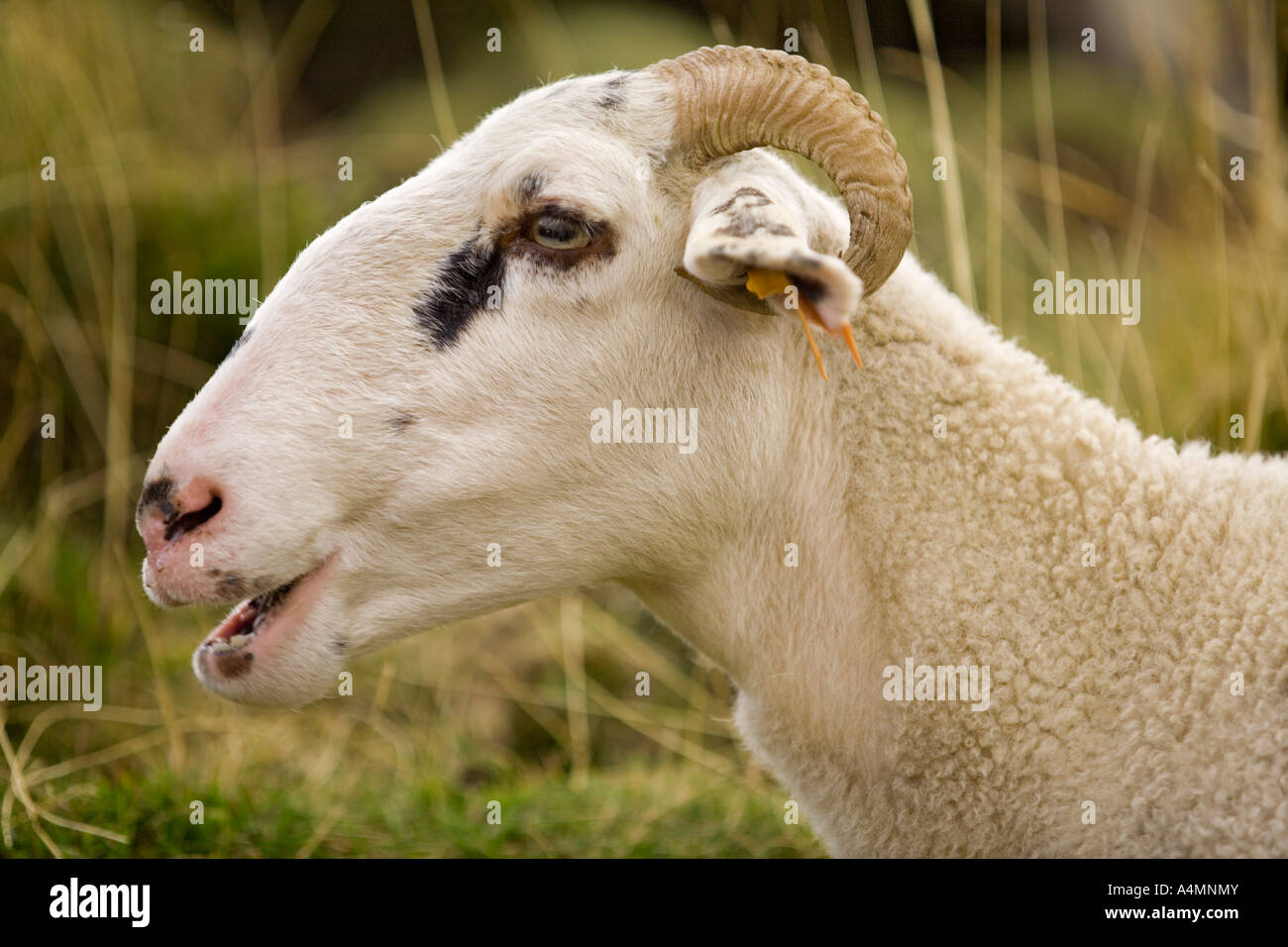 Ein Mutterschaf Foto (Ovis Aries) im Sancy-massiv (Frankreich). Portrait d ' une Brebis (Ovis Aries) Dans le Massif du Sancy (Frankreich). Stockfoto