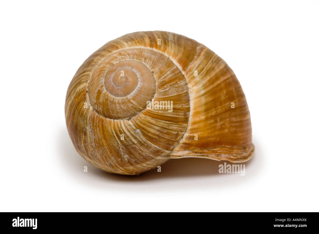 Escargot de Bourgogne Helix Pomatia Prise de Vue de Studio Sur fond Blanc Frankreich Stockfoto