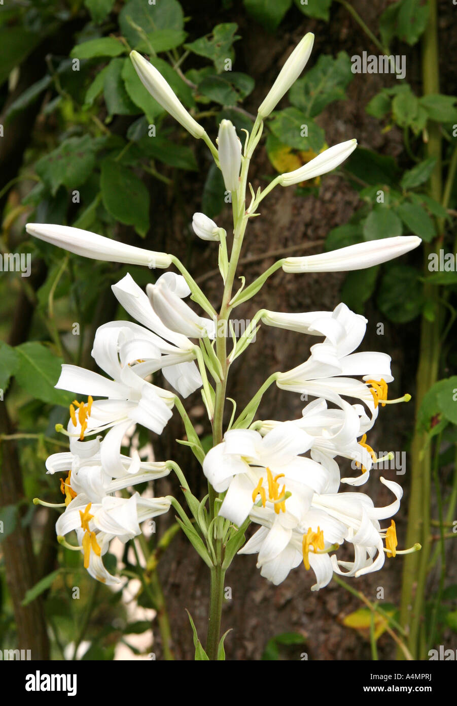 Lilium Regale Album. Weiße Lilie in den Gärten von Groombridge Place, Kent. Stockfoto