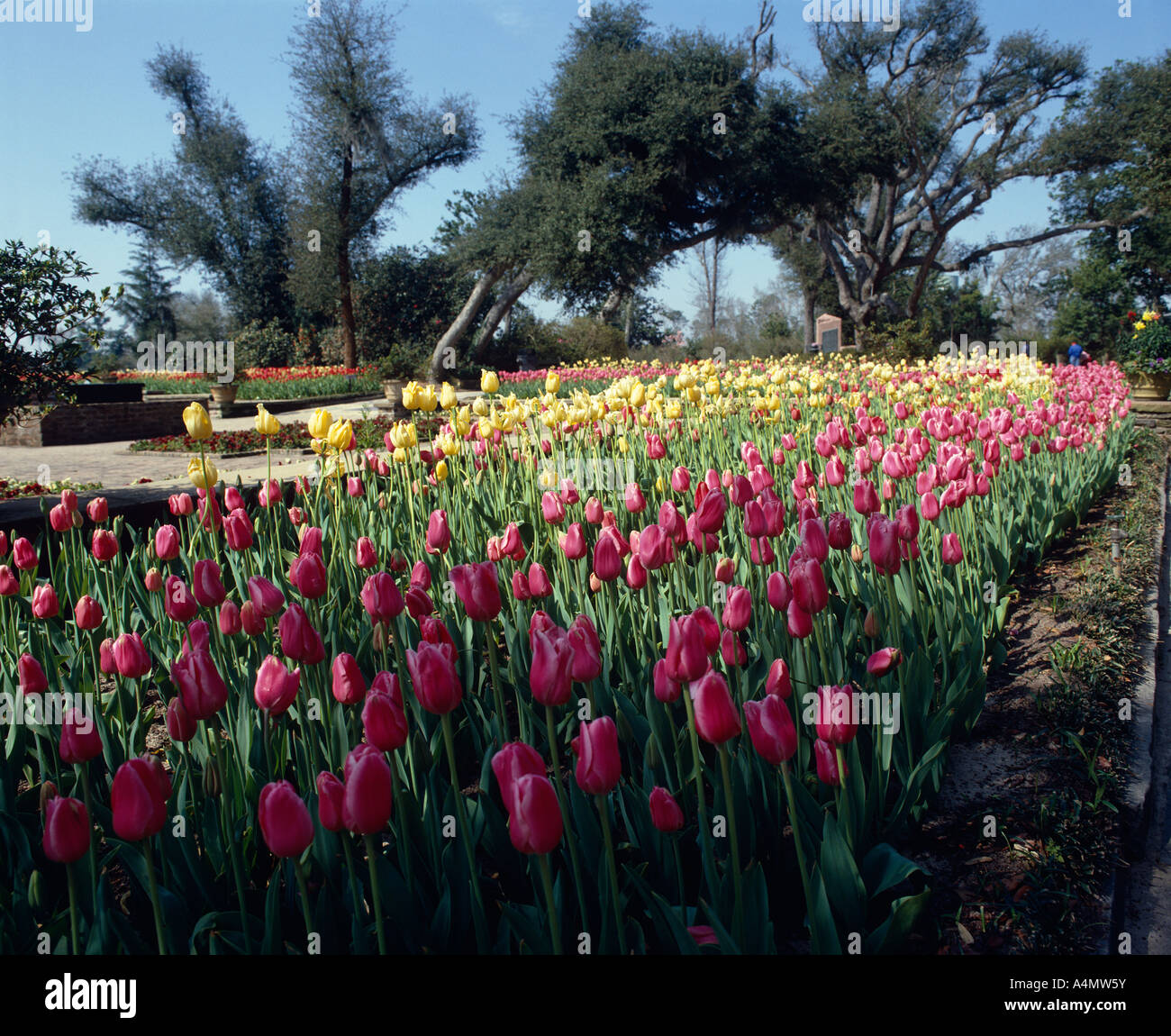 TULPEN IN BELLINGRATH GARDENS / ALABAMA Stockfoto