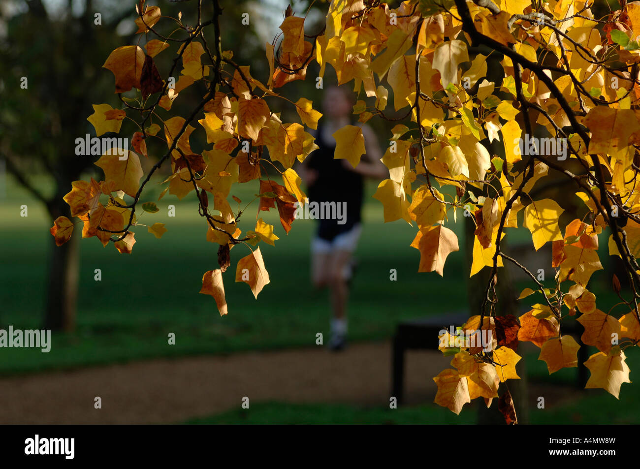 Ein Jogger in den Parks in Oxford ein Herbstmorgen. Stockfoto
