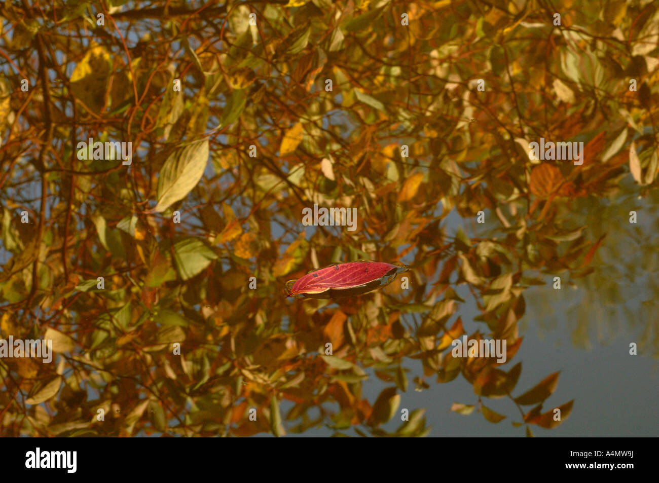 Eine Herbst Blatt schwimmt nach unten Cherwell in Oxford University Parks Stockfoto