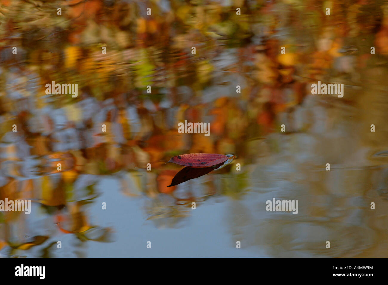 Eine Herbst Blatt schwimmt nach unten Cherwell in Oxford University Parks Stockfoto