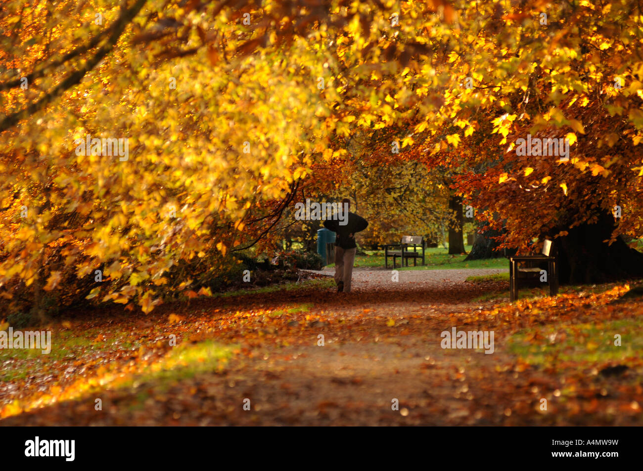 Joggen an einem Herbsttag im Oxford University Parks. Stockfoto