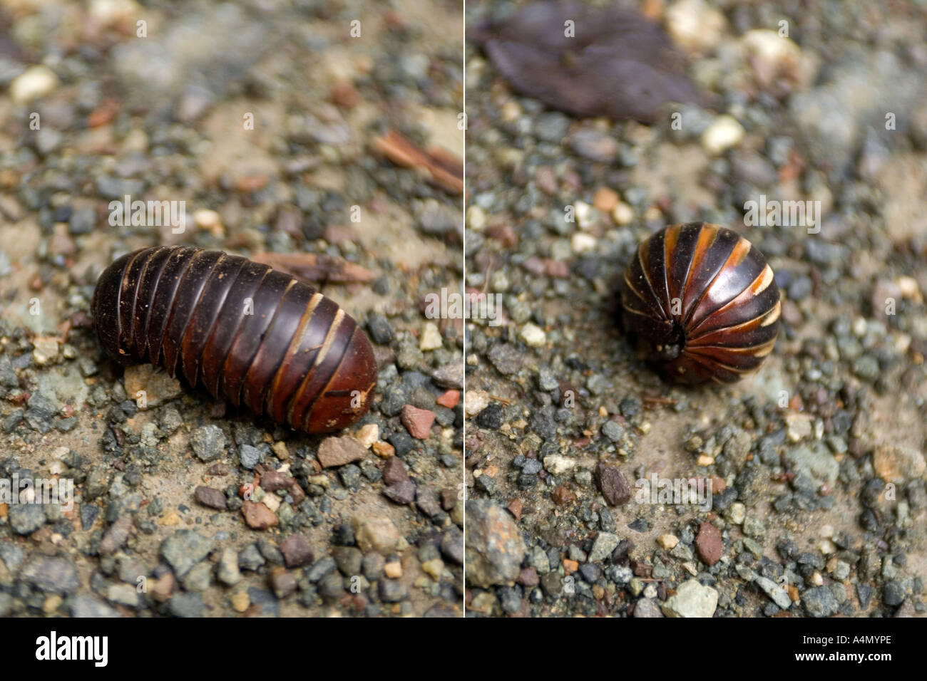 Malaysia Borneo Sabah Danum Valley Insekten Pill Bug Tausendfüßler sp Glomeridae in normalen und defensive gerollten Haltung teilen Bild Stockfoto