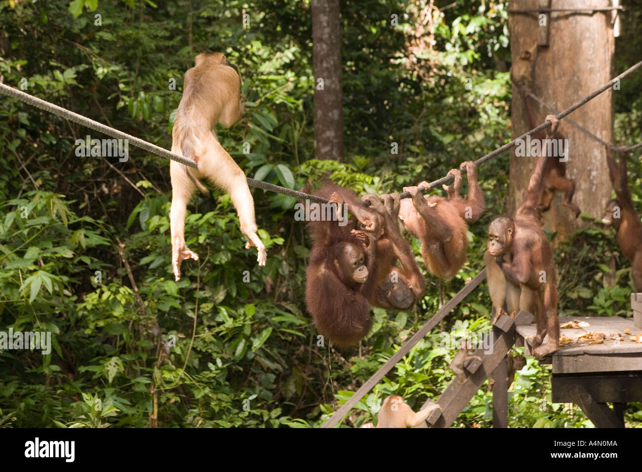 Malaysia Borneo Sabah Sepilok Primaten junger Orang Utans Pongo Pygmaeus und Makaken am Seil Stockfoto