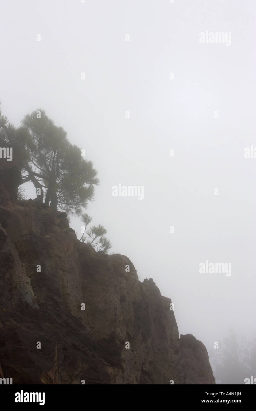 vertikale Nebel über einem Mountain Ridge von El Teide mit Pinus Canariensis Pino Canario Kanarischen Insel Pine Tree Stockfoto