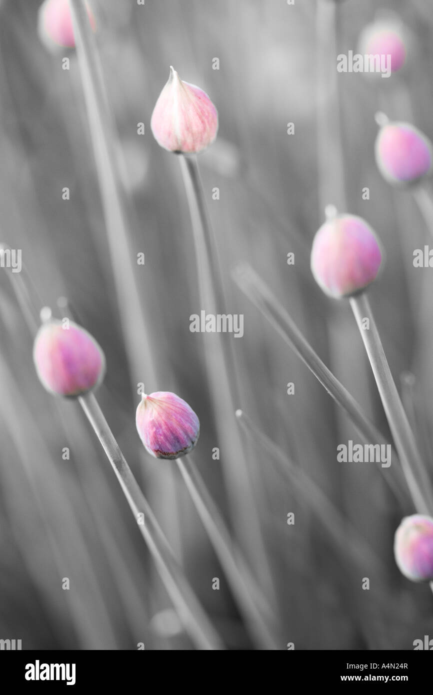Eine Nahaufnahme der selektiv farbigen Schnittlauch Blütenknospen. (Allium Schoenoprasum) Stockfoto