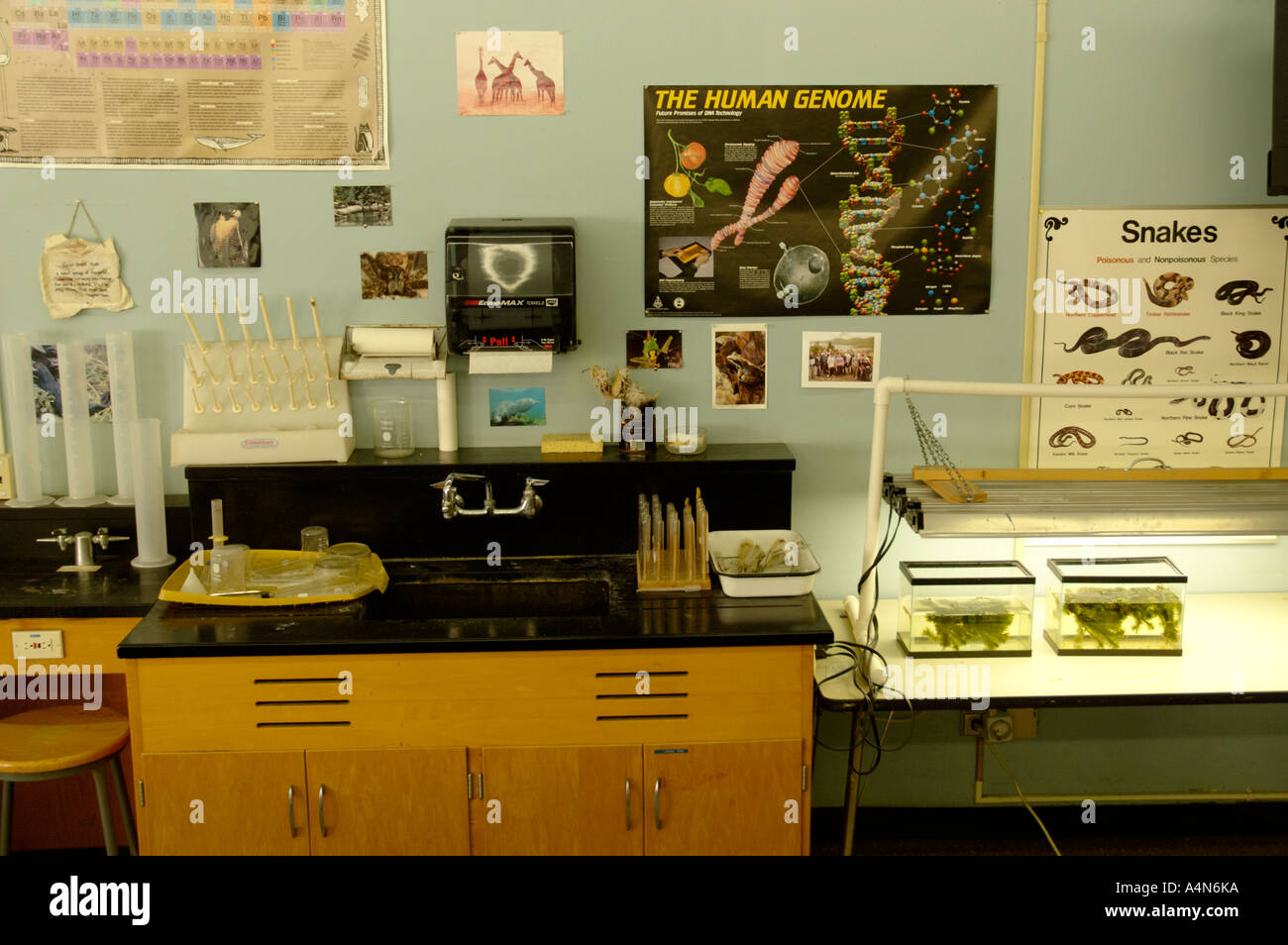 Biologie Wissenschaft High School Klassenzimmer Wand mit Waschbecken, wachsen Sie Lichter und Plakate Stockfoto