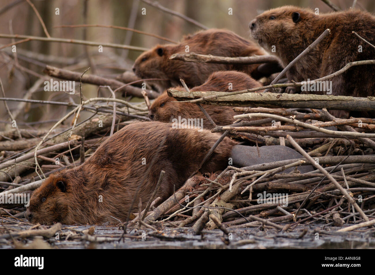 Biber-Familie Stockfoto