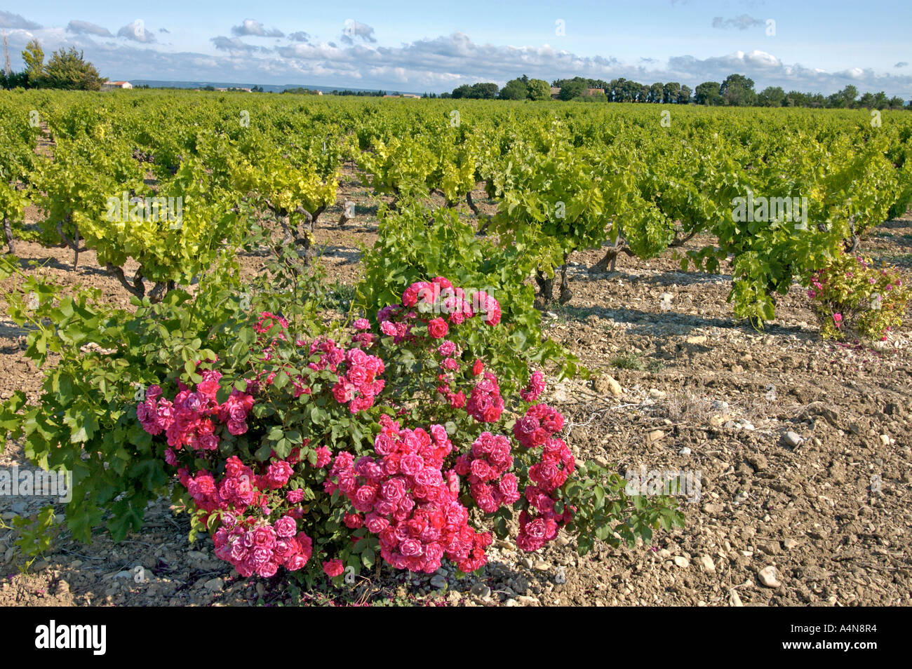 blühende Rosen an der Grenze eines Weinbergs in Südfrankreich Provence Stockfoto