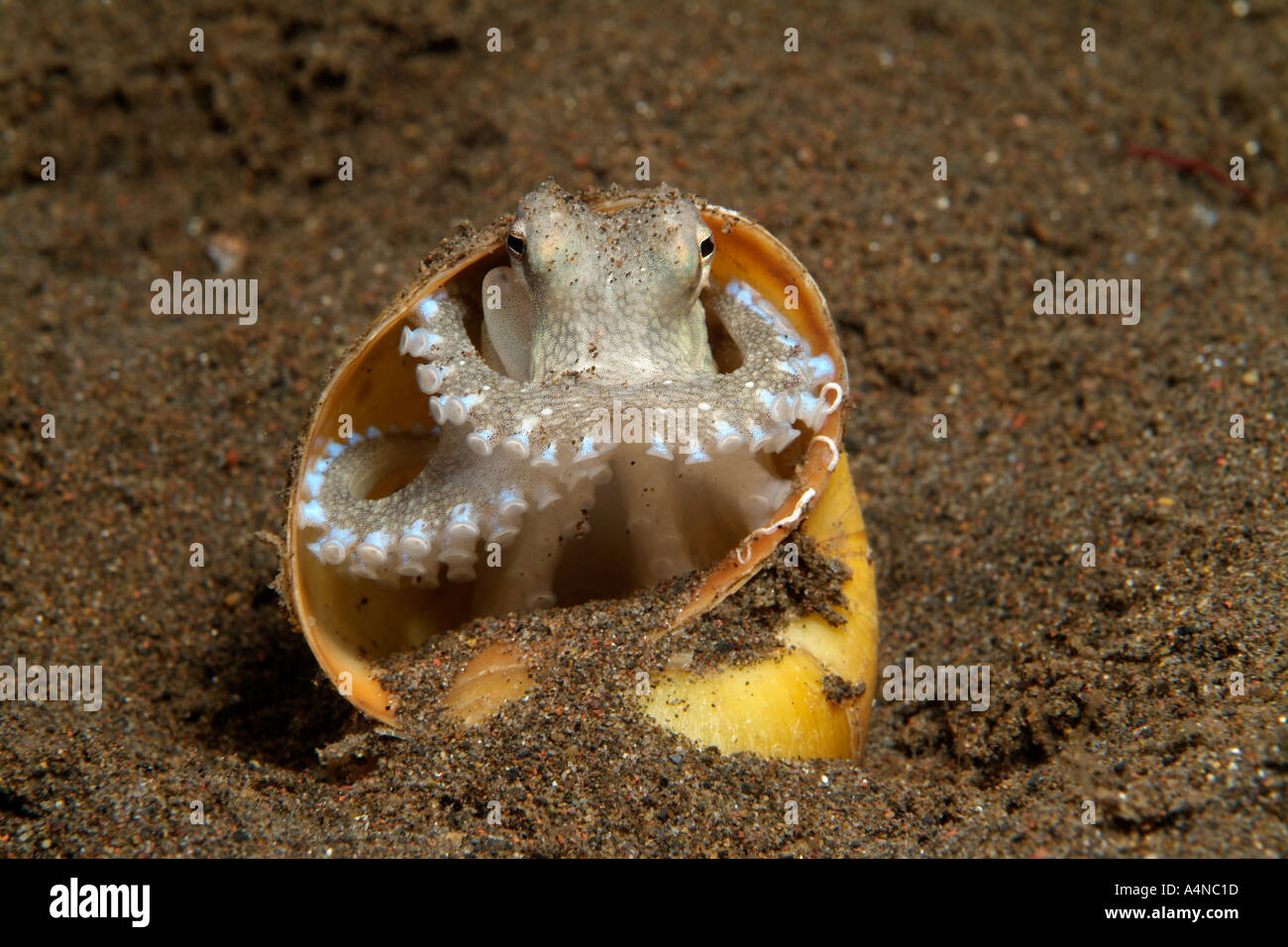 nm1051 D VEINED OCTOPUS-Octopus Marginatus versteckt IN Mond SCHNECKENHAUS Indonesien Indo Pazifik Copyright Brandon Cole Stockfoto