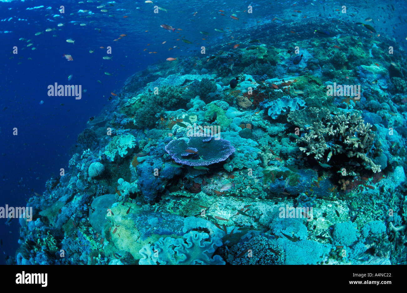 nm1100 Korallenriff Komodo Indonesien Indo Pazifischen Ozean Foto Copyright Brandon Cole Stockfoto