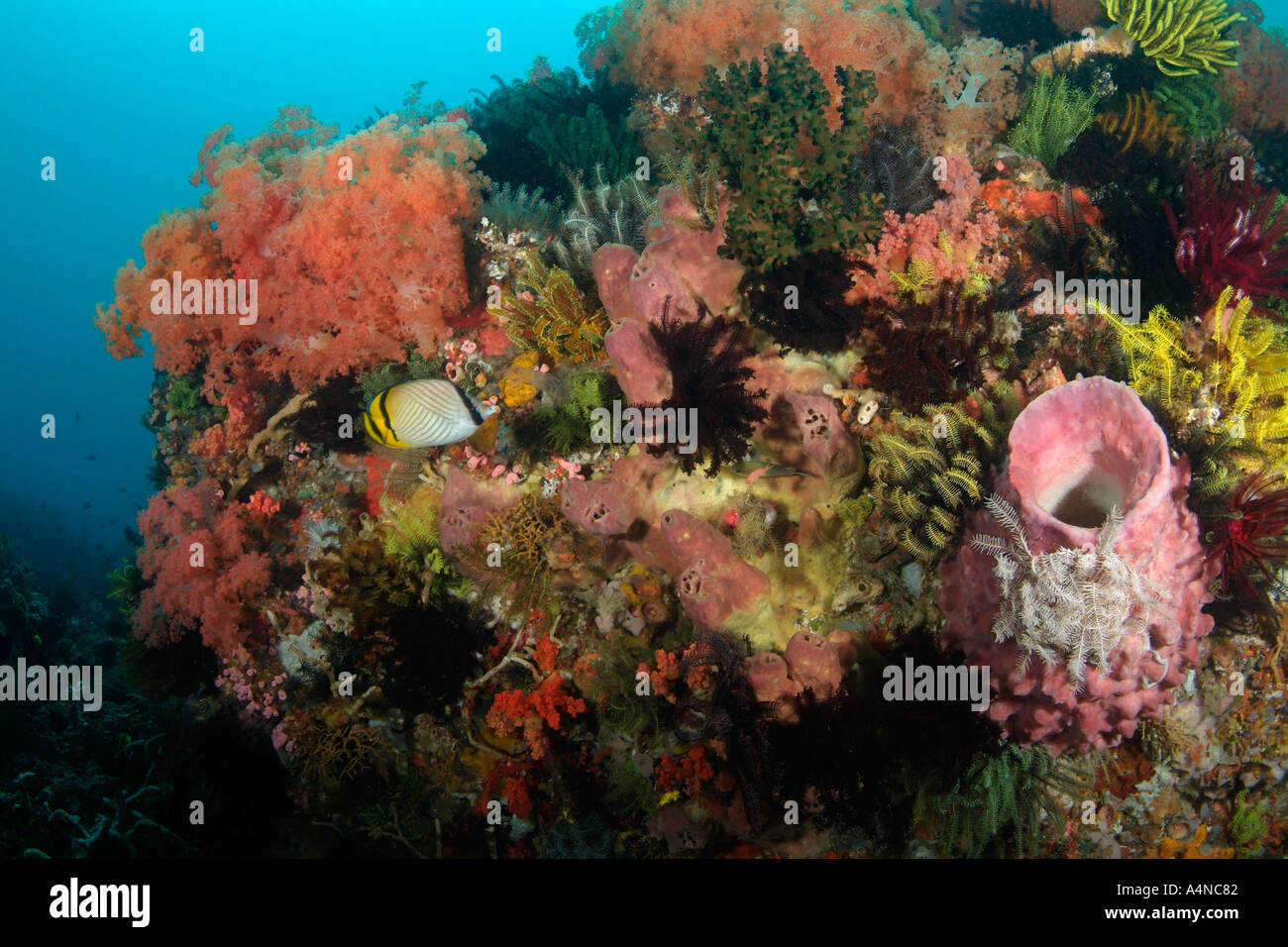nm0264 D Korallenriff mit weichen Korallen SEELILIEN und Schwämme Indonesien Indo Pazifik Copyright Brandon Cole Stockfoto