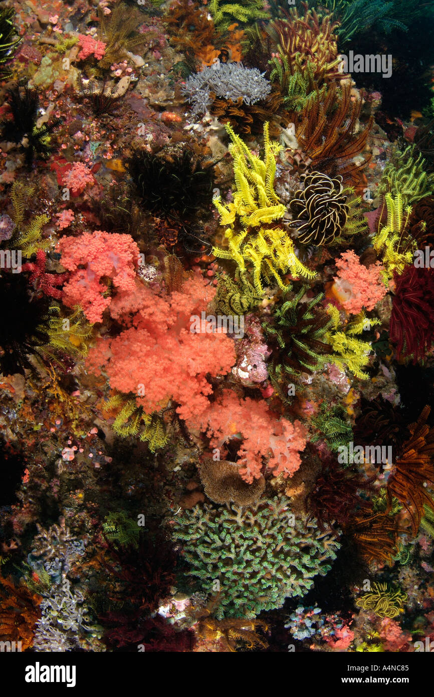 nm0285 D Korallenriff mit SEELILIEN und Korallen Indonesien Indo Pazifik Copyright Brandon Cole Stockfoto