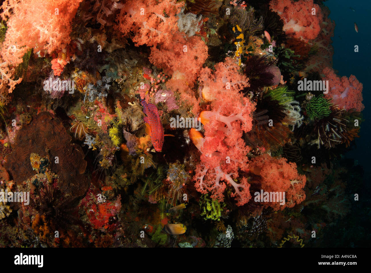 nm0295 D weichen Korallen und SEELILIEN und CORAL Zackenbarsch Cephalopholis Miniata Indonesien Pazifik Copyright Brandon Cole Stockfoto