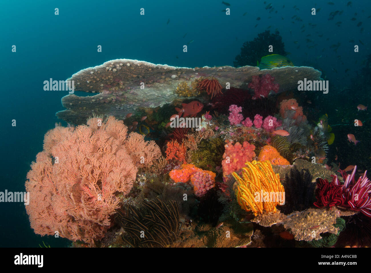 nm0322 D Korallenriff mit Korallen SEELILIEN und GORGONIEN Indonesien Indo Pazifik Copyright Brandon Cole Stockfoto