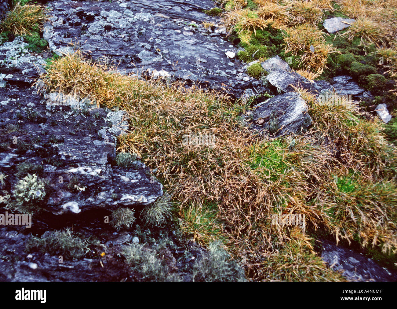 Antarktische Hairgrass Deschampsia Antarctica und Mastkraut Colobanthus Quitensis Lynch Insel Süd-Orkney-Inseln der Antarktis Stockfoto