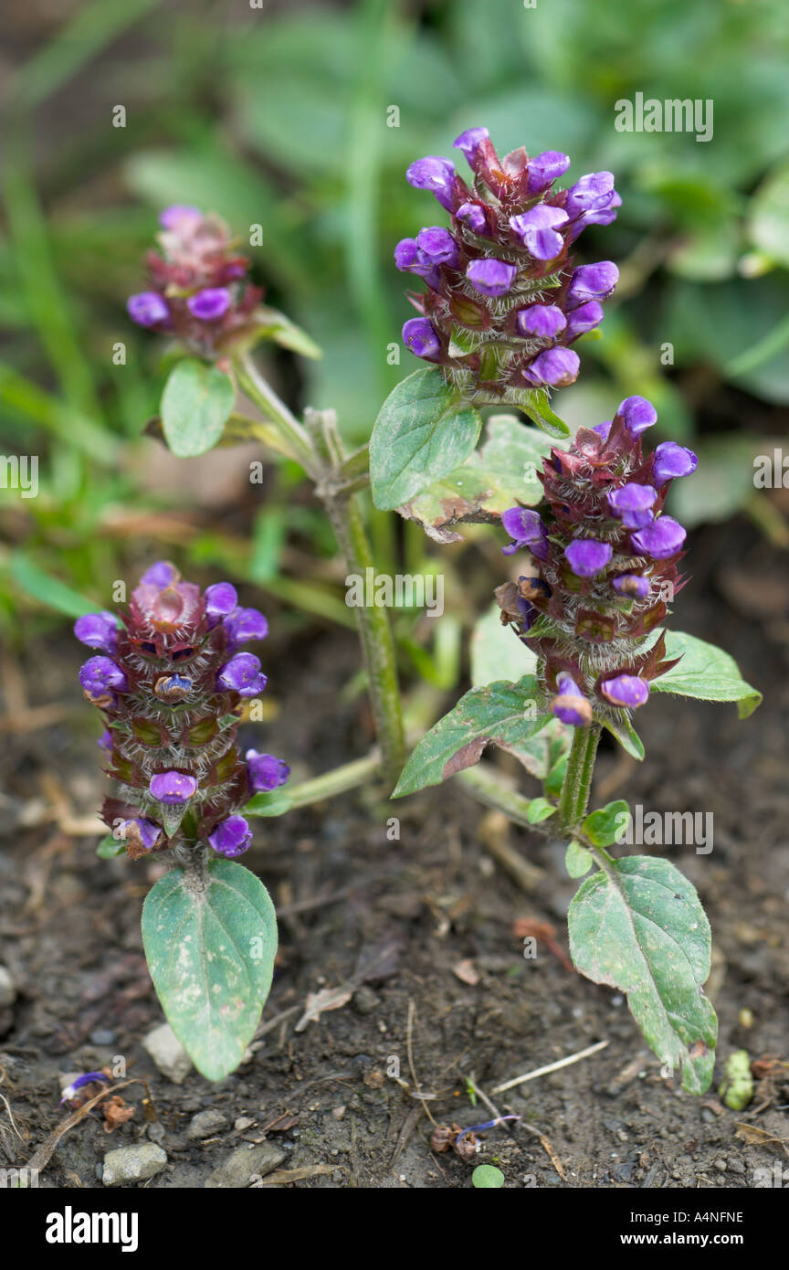 Lila Wildblumen Artiga de Lin Aran Tal Spanien Stockfoto