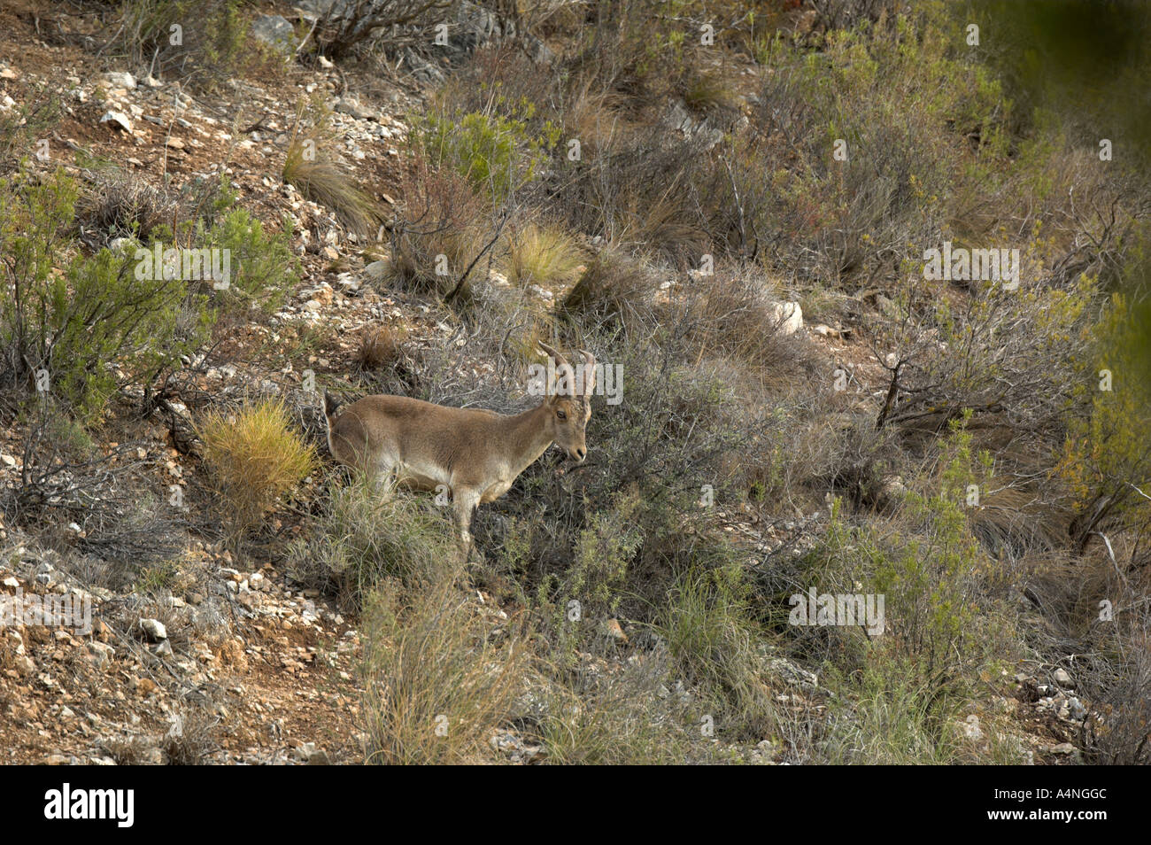Spanische Steinböcke männlichen Capra Pyrenaica Spanien Stockfoto