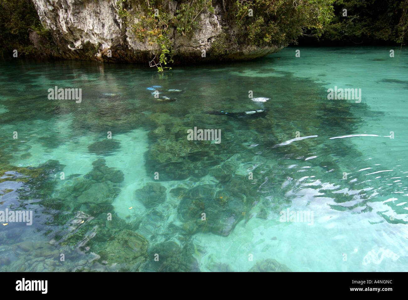 Taucher in seichten Laggon Mandarienenfische See Palau Mikronesien Stockfoto