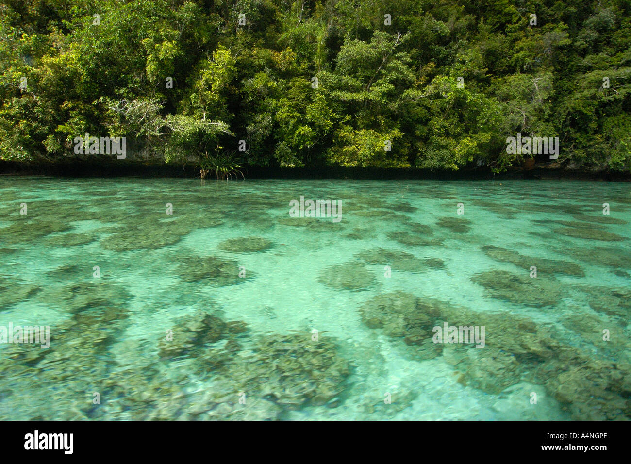 Flache Korallen Lagune Palau Mikronesien Stockfoto
