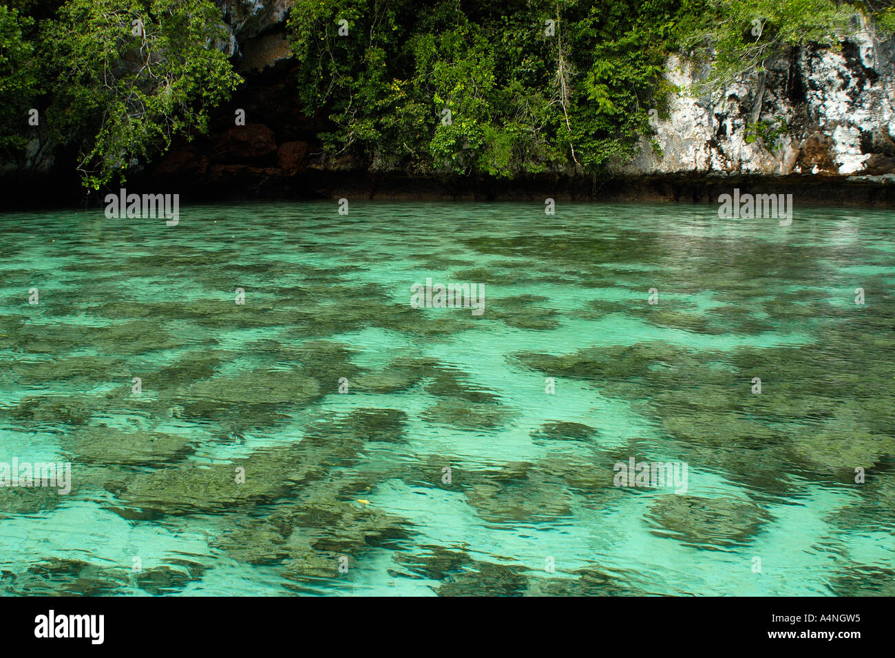 Disneylake, eine flache Korallen Lagune Rock Inseln Palau Mikronesien Stockfoto