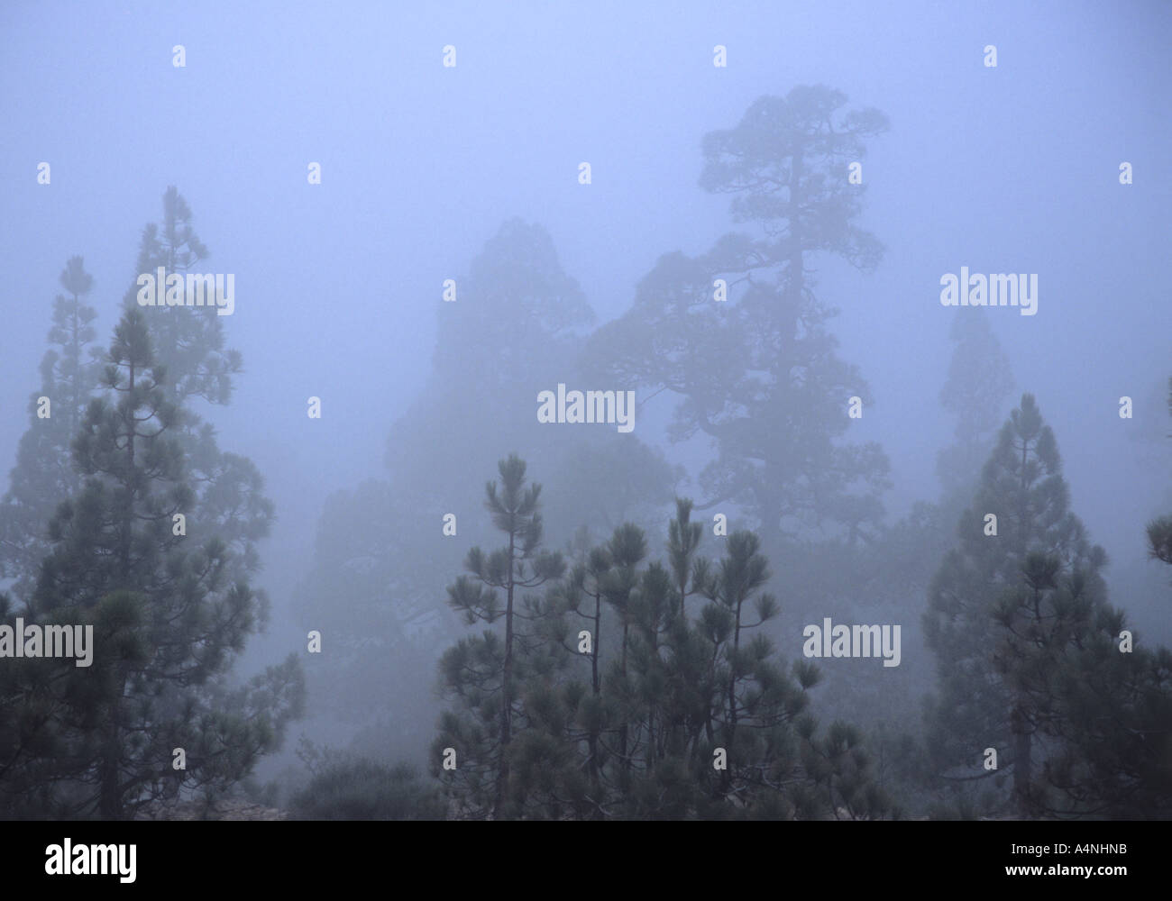 Misty Corona Forestal Kiefernwald in Teneriffa-Kanarische Inseln-Spanien Stockfoto