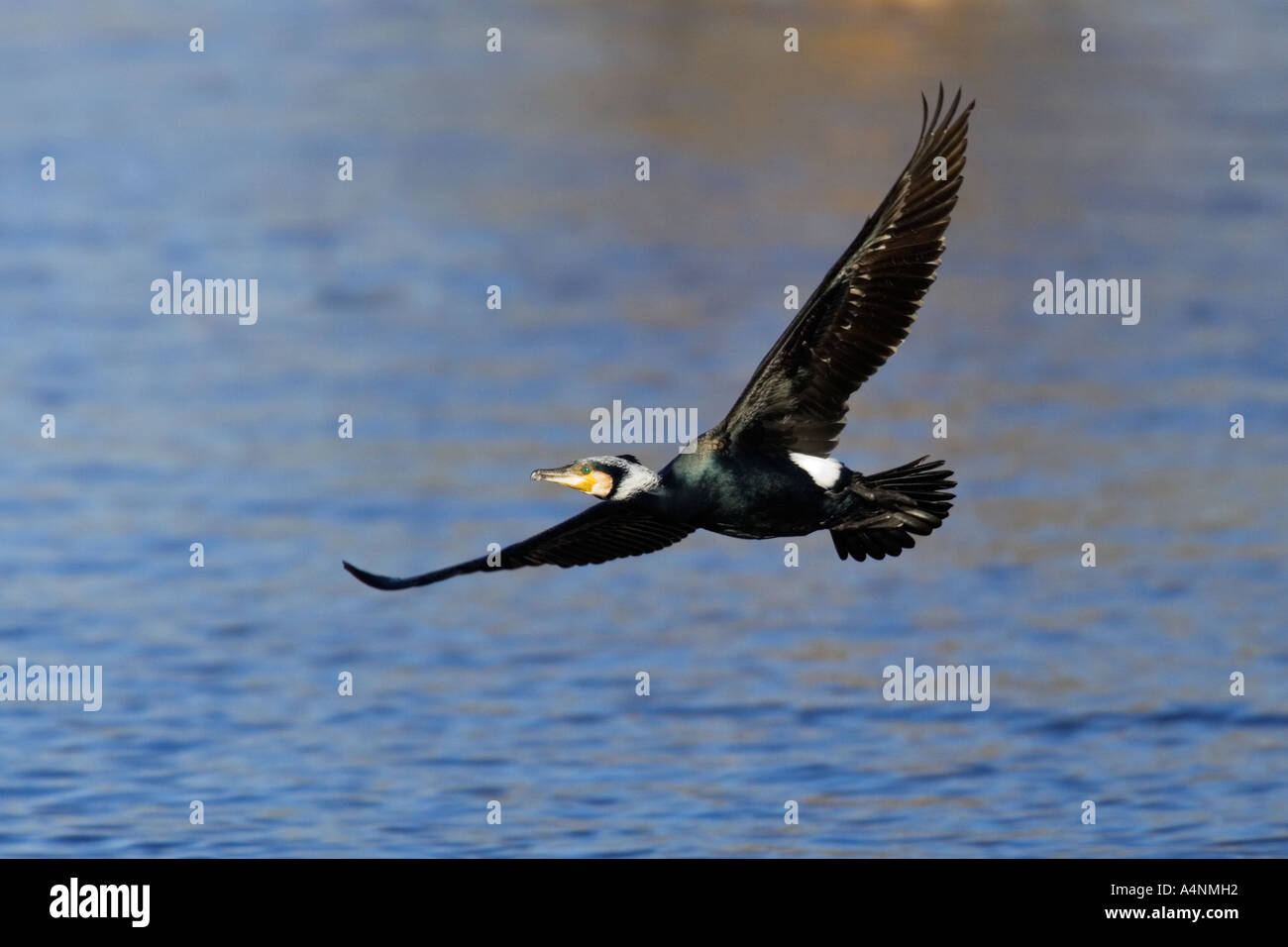 Kormoran Phalacrocorax Carbo im Flug mit Verschachtelung materielle Paxton Gruben cambridgeshire Stockfoto