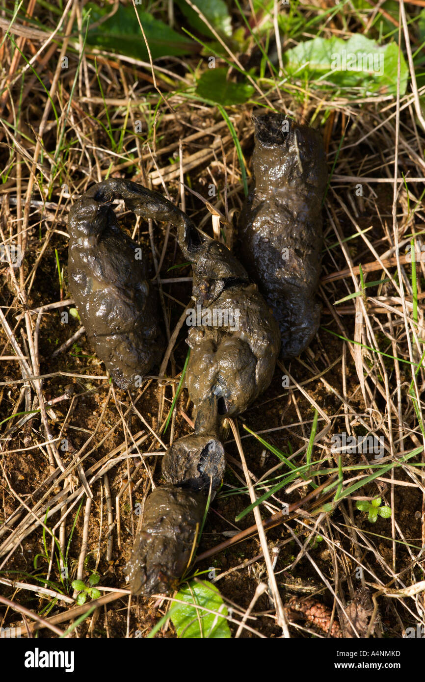 Rotfuchs Scats am Boden Potton bedfordshire Stockfoto