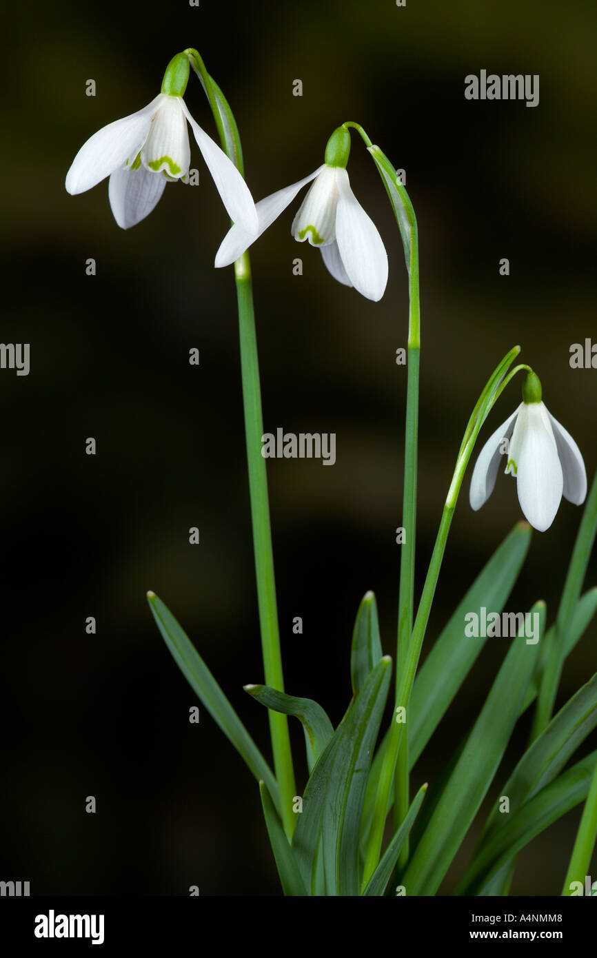 Gemeinsamen Schneeglöckchen (Galanthus Nivalis) mit schönen Fokus Hintergrund Potton bedfordshire Stockfoto