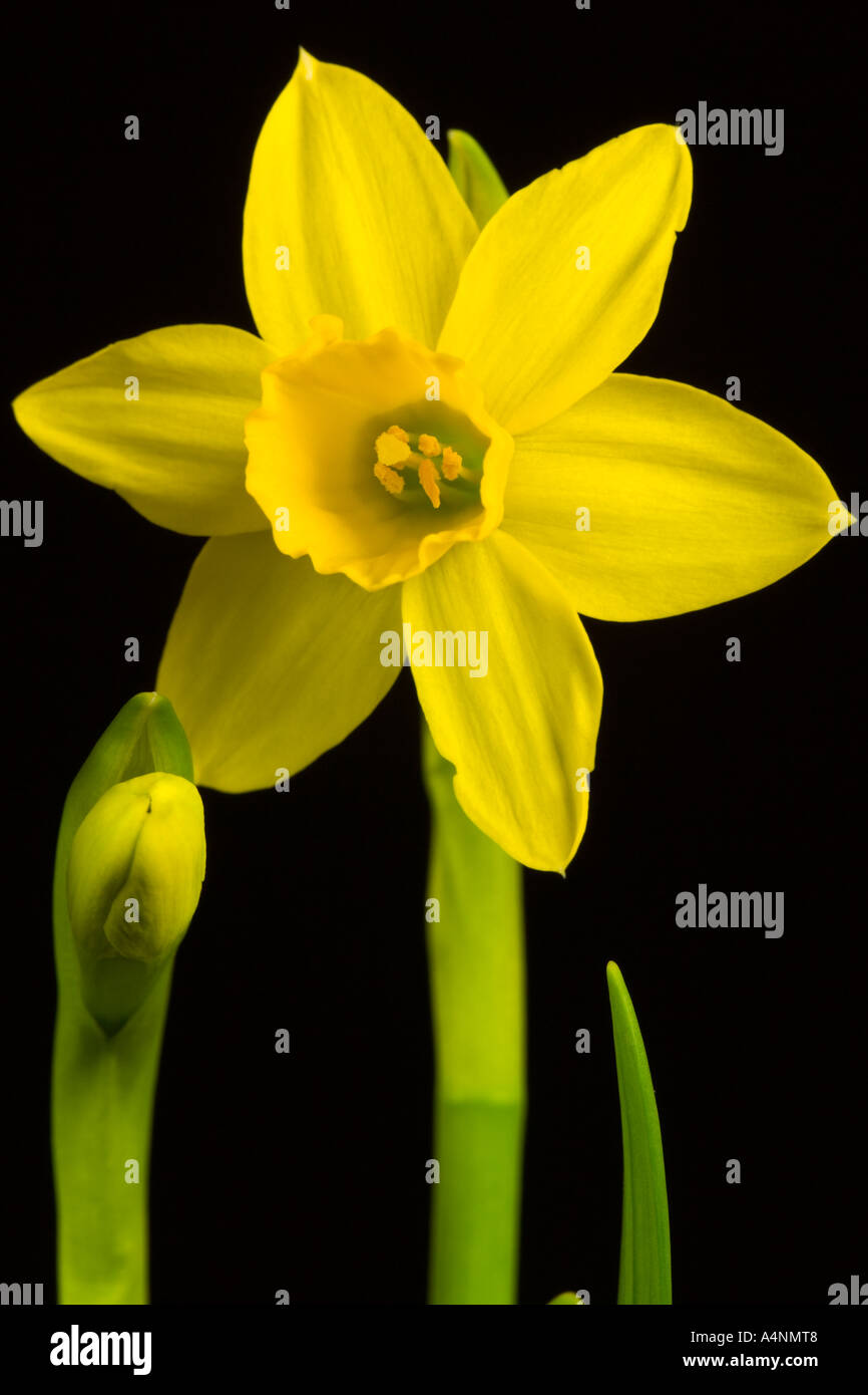 Narzisse Blume vor Einbruch der Dunkelheit zu entschärfen Hintergrund Potton bedfordshire Stockfoto