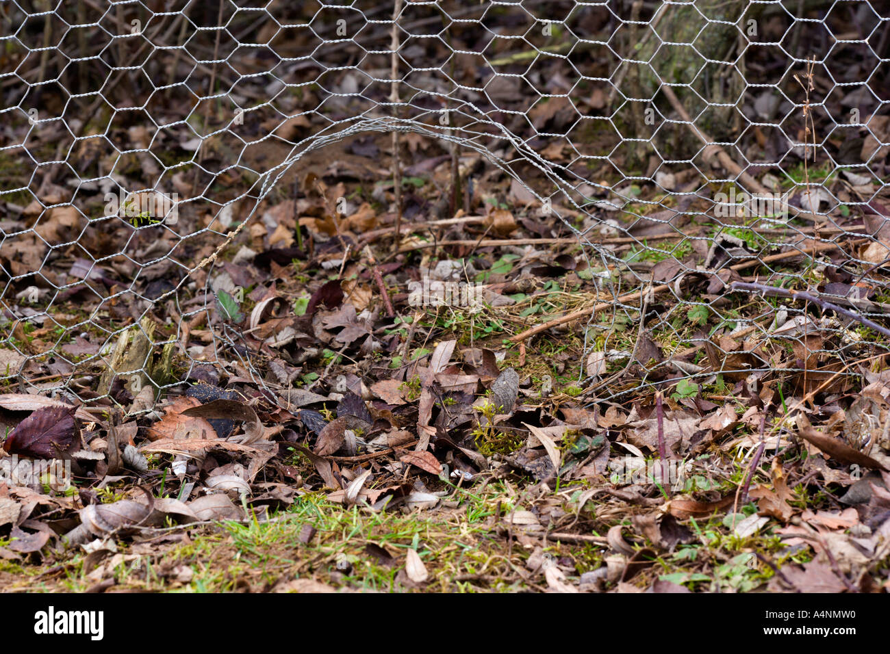 Fox Lauf in Draht Zaun Paxton Gruben cambridgeshiure Stockfoto