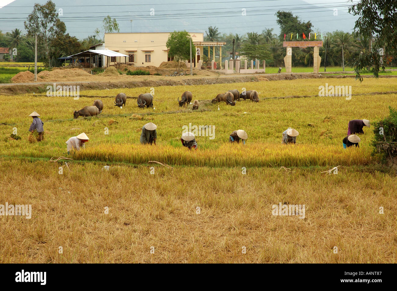 Reis-Ernte in der Nähe von Hoi an Vietnam Süden orientieren Ostasien Vietnamesisch orientalische Stockfoto