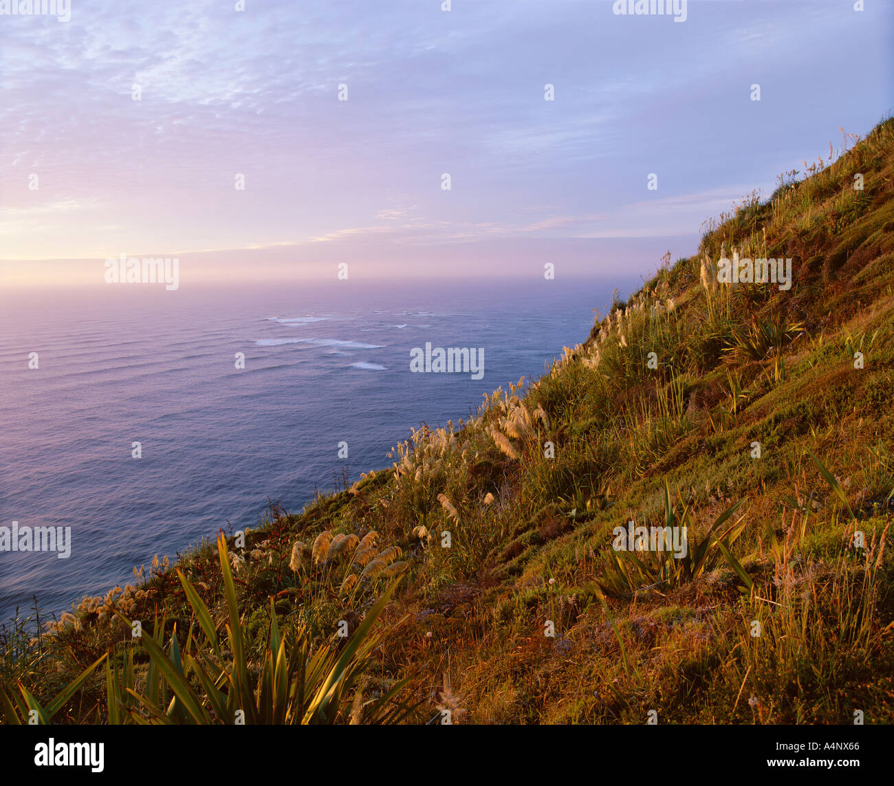Flachs und Toi Toi-Anlagen an der Küste Cape Reinga Northland Insel Neuseeland Nordpazifik Stockfoto
