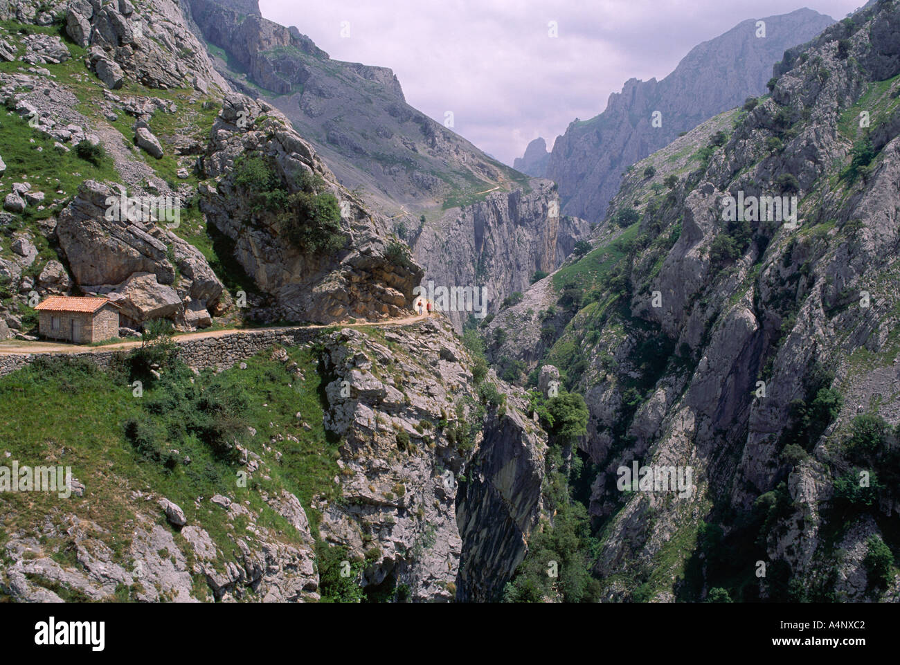 Die Schlucht kümmert sich 1000m Tiefe 12km lange Kalkstein Picos de Europa Kantabrien Spanien Europa Stockfoto